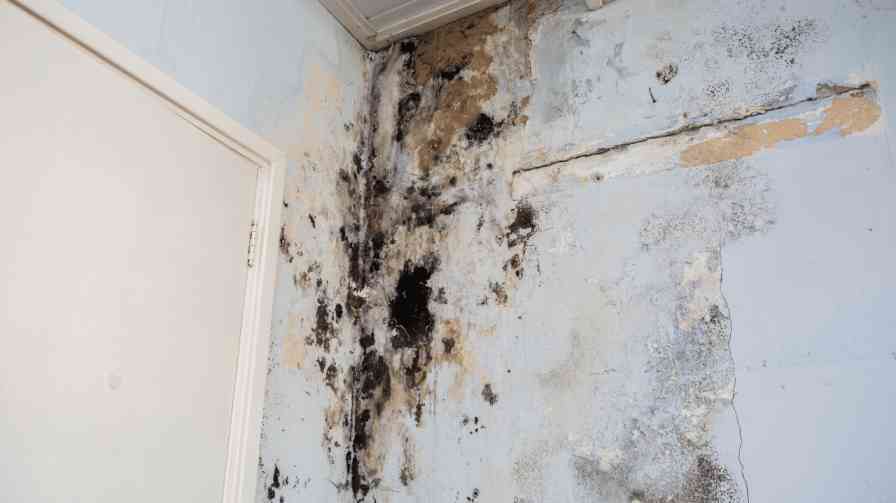 How to Detect Mold Early in Your Tempe Home?